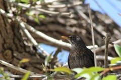 Turdus merula