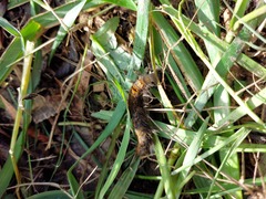 Bombycopsis capicola