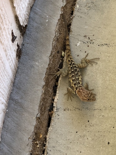 iNaturalist observation photo of Desert Spiny Lizard