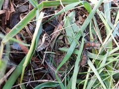 Bombycopsis capicola