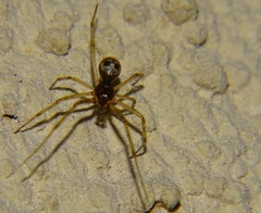 Steatoda albomaculata