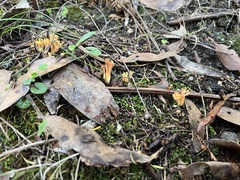 Ramaria capitata