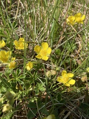 Potentilla heptaphylla