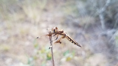 Palpopleura