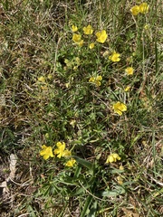 Potentilla heptaphylla