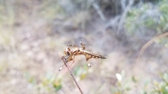 Palpopleura