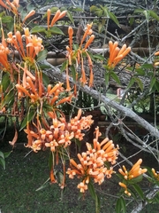 Pyrostegia
