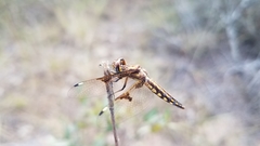 Palpopleura