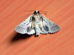 Pericyma