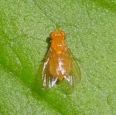 Neogriphoneura