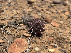 Ferocactus gracilis