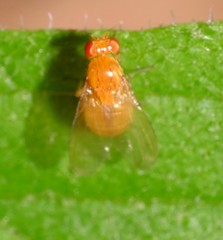 Neogriphoneura