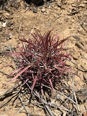 Ferocactus gracilis