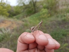 Empusa pennicornis