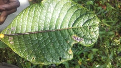 Psychotria macrochlamys