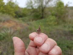 Empusa pennicornis