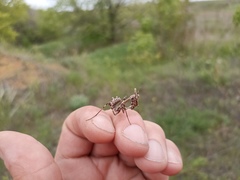 Empusa pennicornis