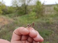 Empusa pennicornis