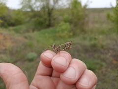Empusa pennicornis