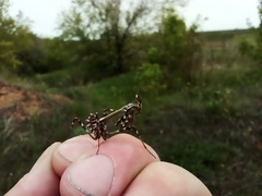 Empusa pennicornis
