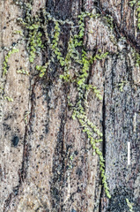 Harpalejeunea latitans