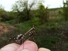 Empusa pennicornis