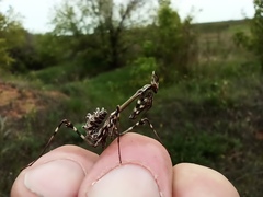 Empusa pennicornis
