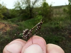 Empusa pennicornis