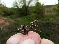 Empusa pennicornis