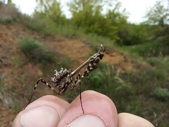 Empusa pennicornis