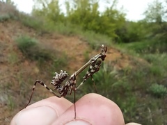 Empusa pennicornis