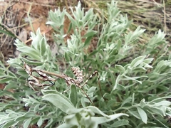 Empusa pennicornis