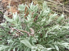 Empusa pennicornis
