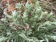 Empusa pennicornis