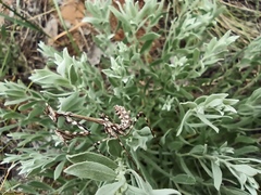 Empusa pennicornis