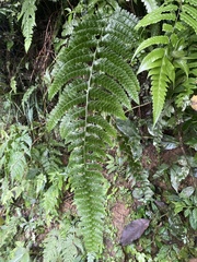 Microlepia obtusiloba