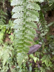 Microlepia obtusiloba