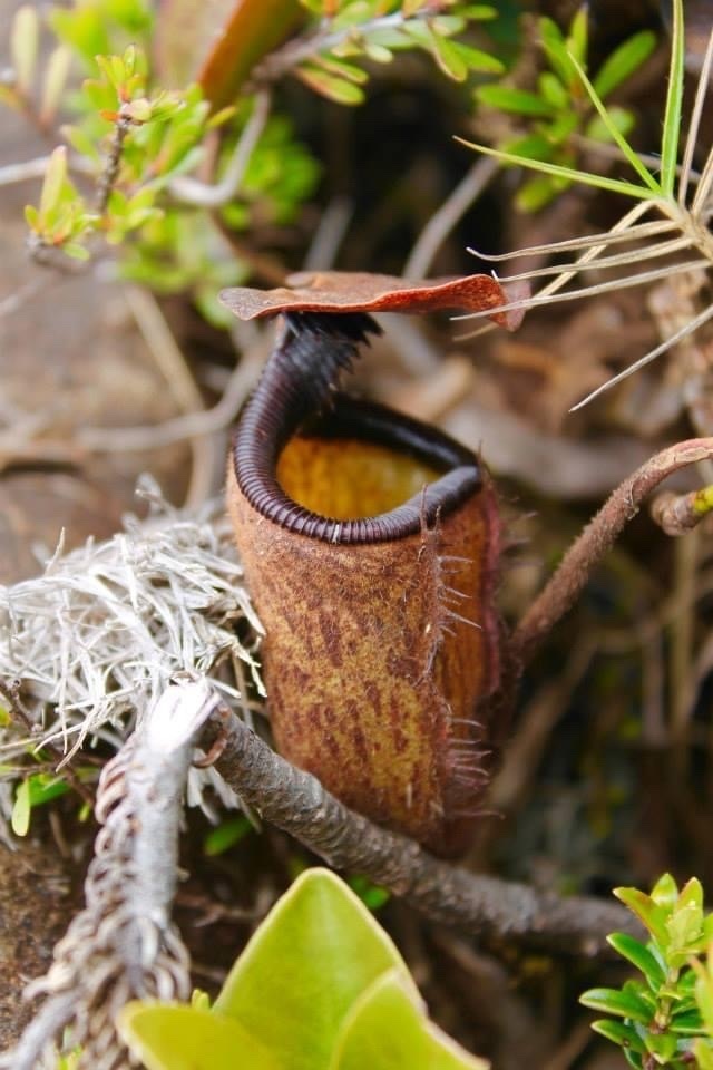 Nepenthes argentii Jebb & Cheek