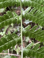 Microlepia obtusiloba