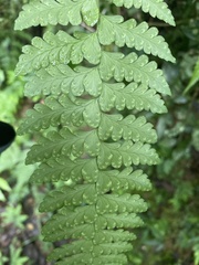 Microlepia obtusiloba