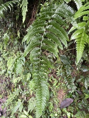 Microlepia obtusiloba