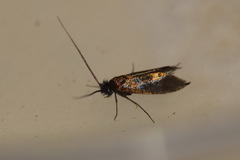 Cauchas fibulella
