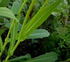 Reichardia intermedia