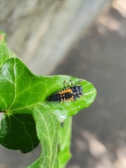 Harmonia axyridis