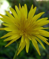 Reichardia intermedia