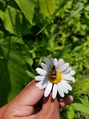 Trichiotinus assimilis