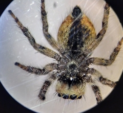 Carrhotus xanthogramma