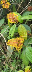 Palicourea guianensis