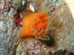 Balanophyllia regia