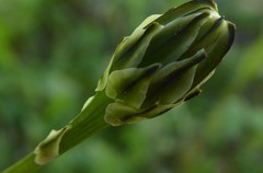 Reichardia intermedia